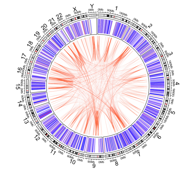circlize plot: pathogenic variants and segmental duplications